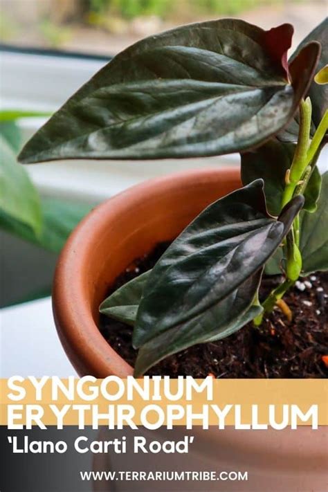 buy syngonium erythrophyllum llano carti road|syngonium lano carti road.